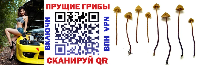 Галлюциногенные грибы GOLDEN TEACHER Серпухов