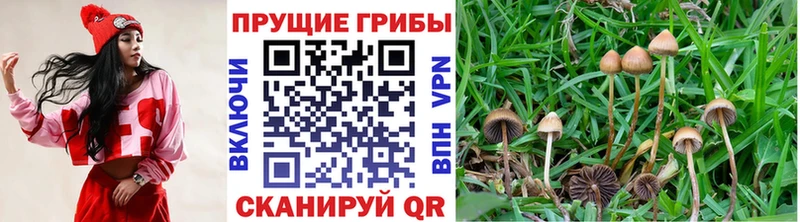 маркетплейс клад  Серпухов  Галлюциногенные грибы Cubensis  как найти закладки 